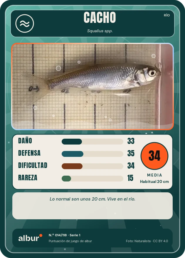 Carta de albur: Cacho