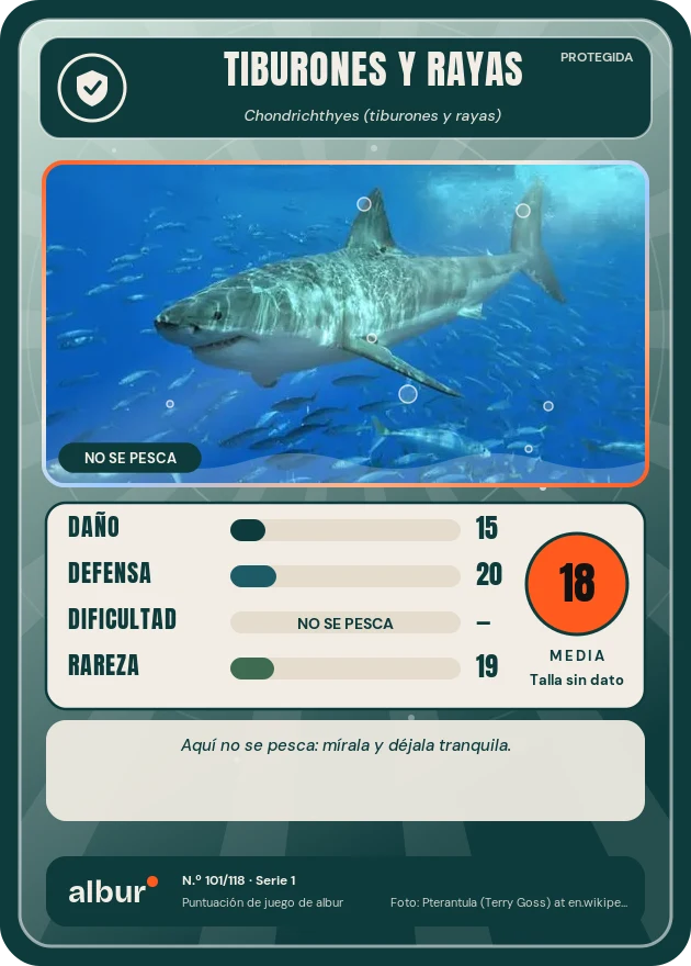 Carta de albur: Tiburones y rayas