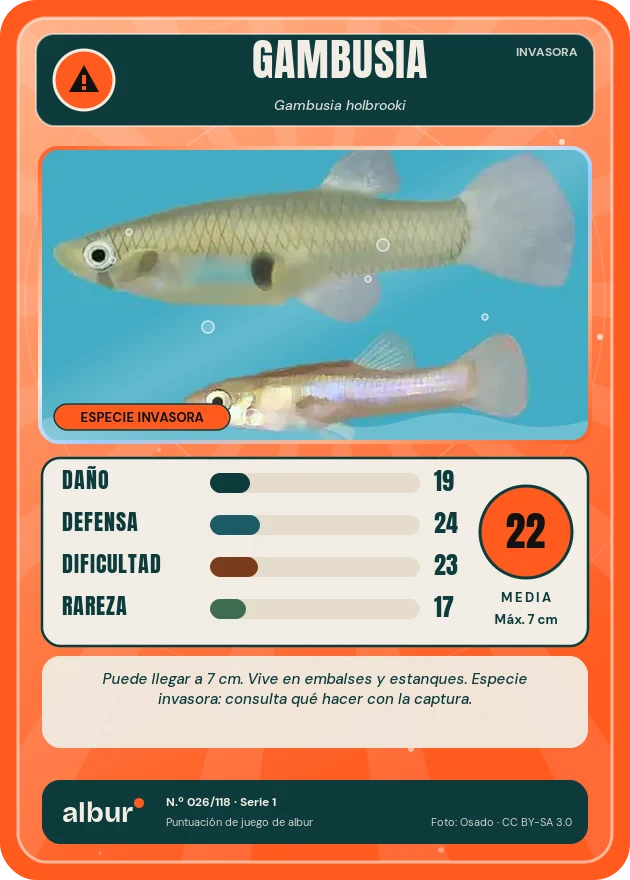 Carta de albur: Gambusia