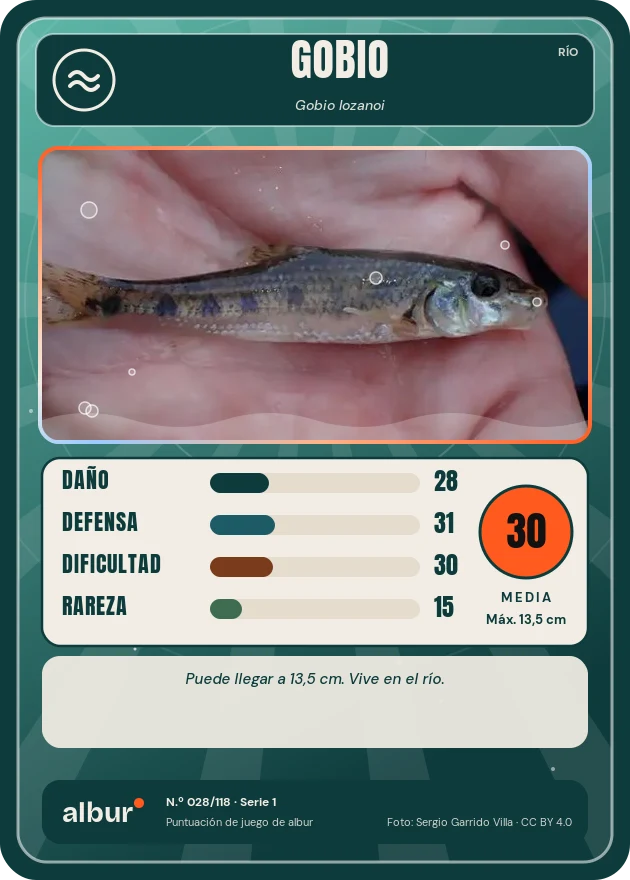 Carta de albur: Gobio