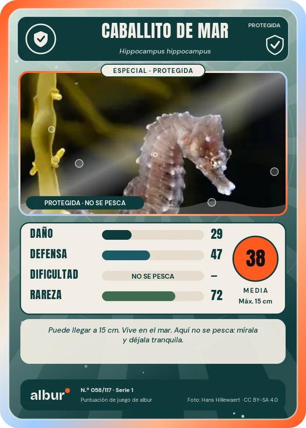 Carta de albur: Caballito de mar (Hippocampus hippocampus)
