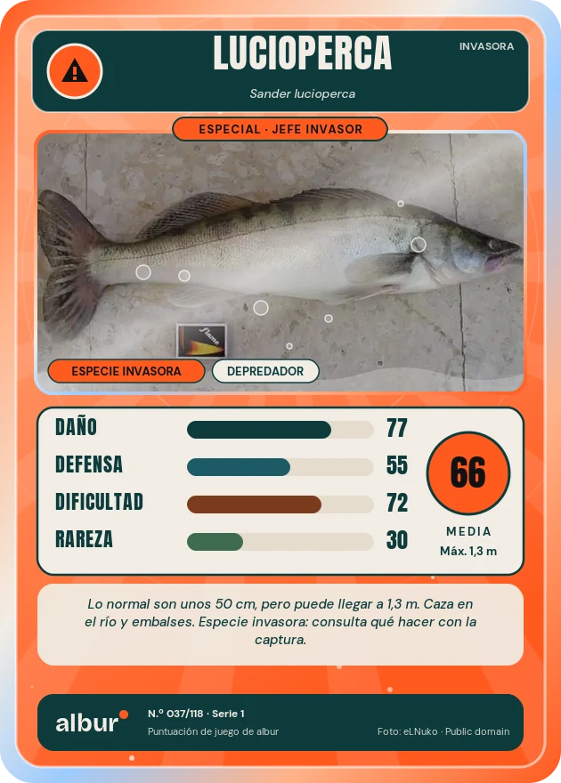 Carta de albur: Lucioperca