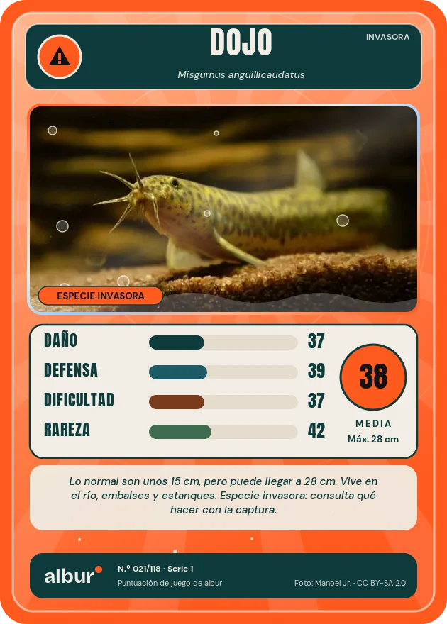 Carta de albur: Dojo