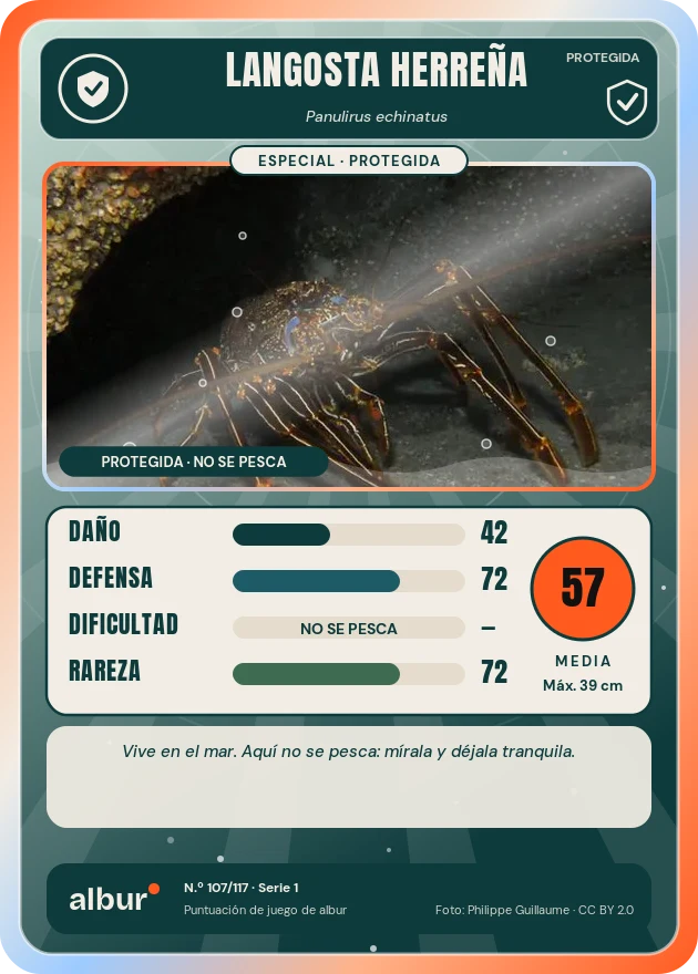 Carta de albur: Langosta herreña (Panulirus echinatus)