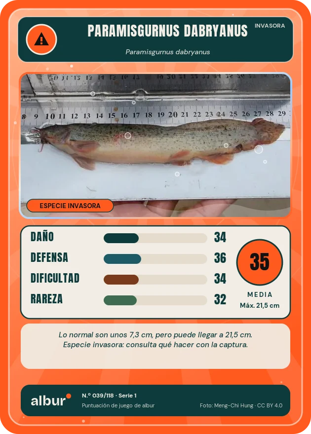 Carta de albur: Paramisgurnus dabryanus