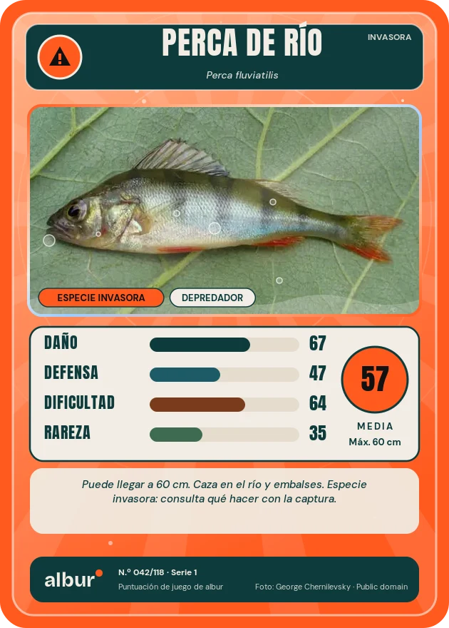 Carta de albur: Perca de río (Perca fluviatilis)