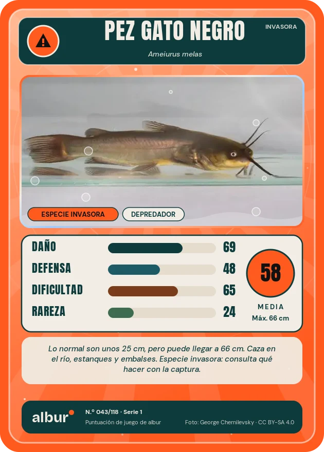 Carta de albur: Pez gato negro