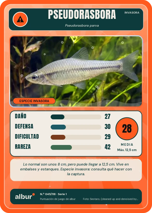 Carta de albur: Pseudorasbora