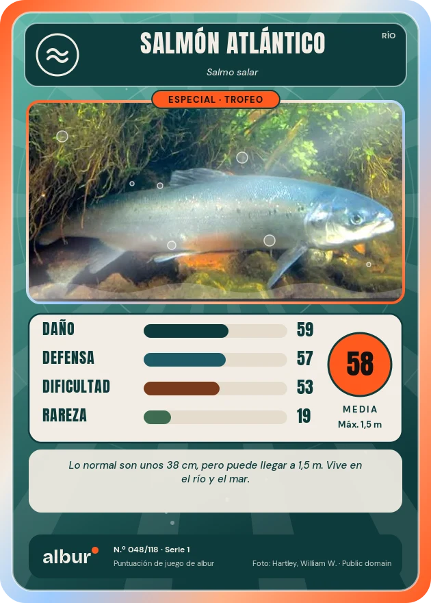 Carta de albur: Salmón atlántico