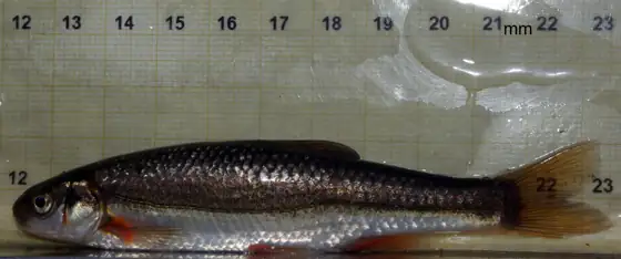 Bermejuela (Achondrostoma arcasii), vista de perfil