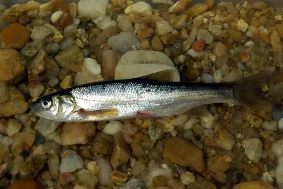 Sarda (Achondrostoma salmantinum)