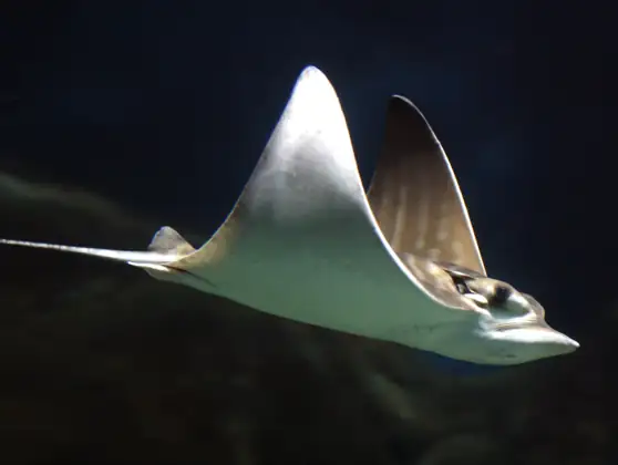Raya toro (Aetomylaeus bovinus)