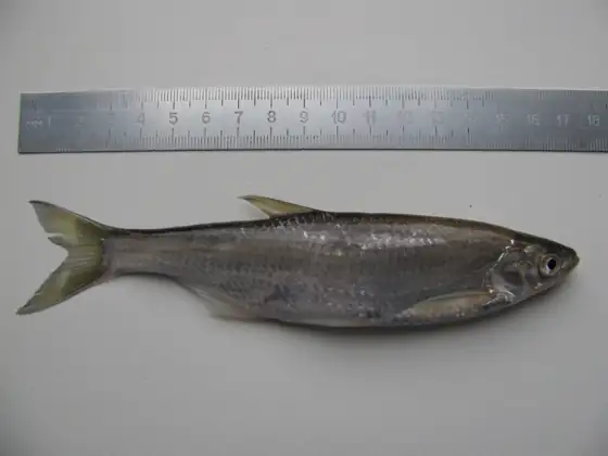 Alburno (Alburnus alburnus), vista de perfil