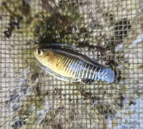 Salinete (Aphanius baeticus)