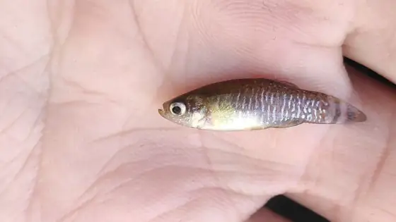 Fartet (Aphanius iberus)