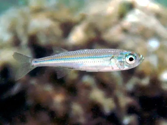 Pejerrey (Atherina boyeri)