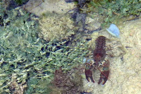 Cangrejo de río (Austropotamobius pallipes), vista dorsal