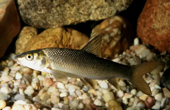 Barbo (Luciobarbus spp.), vista de perfil
