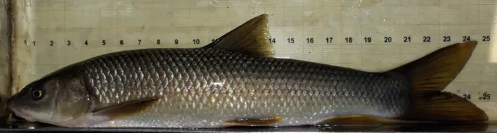 Barbo (Luciobarbus spp.)