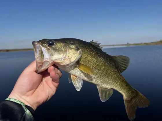 Black bass (Micropterus salmoides)