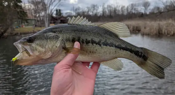 Black bass (Micropterus salmoides)