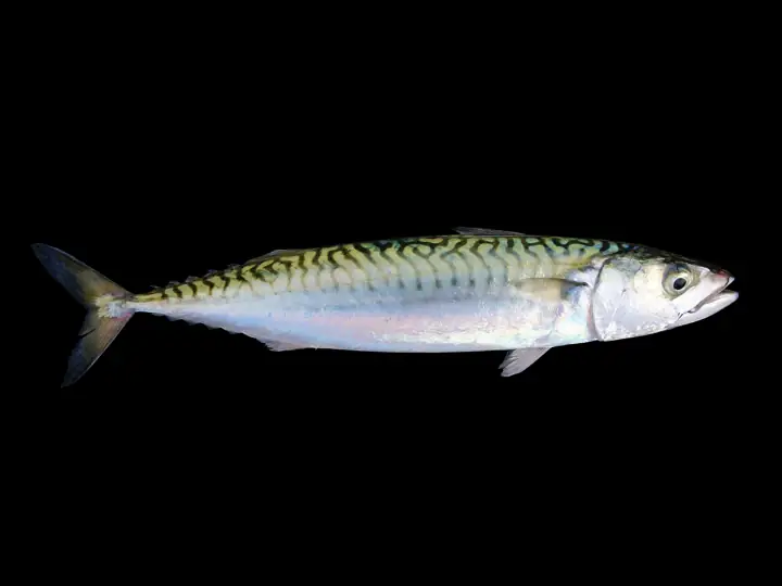 Caballa (Scomber scombrus)