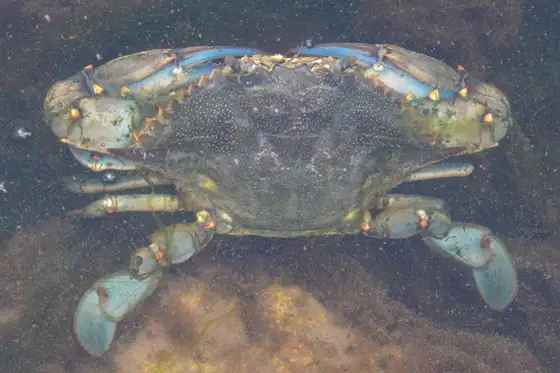 Cangrejo azul (Callinectes sapidus), vista dorsal