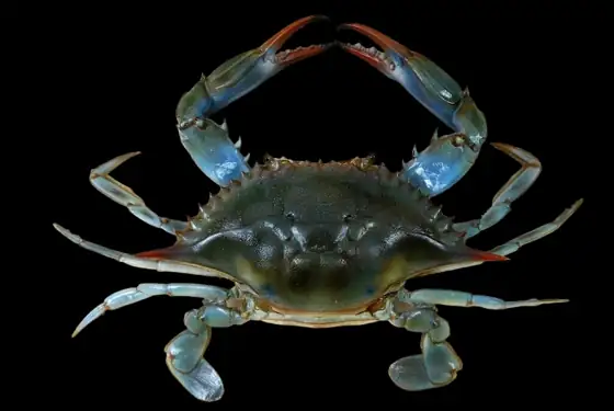Cangrejo azul (Callinectes sapidus)