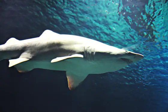 Tiburón toro (Carcharias taurus), vista de perfil
