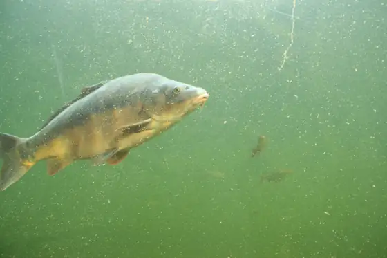Carpa (Cyprinus carpio)