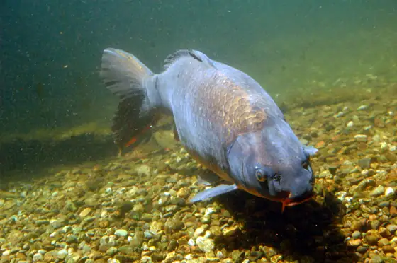 Carpa (Cyprinus carpio), vista frontal