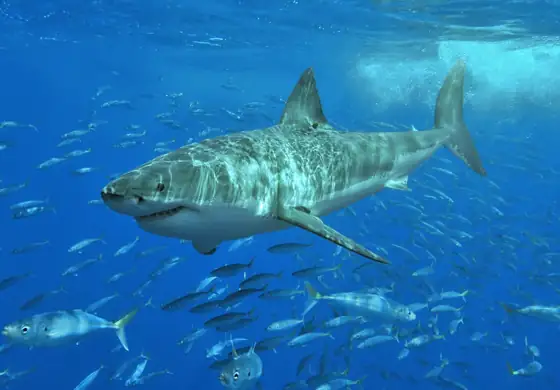Tiburones y rayas (Chondrichthyes (tiburones y rayas))