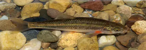 Bermejuela (Chondrostoma arcasii), vista dorsal