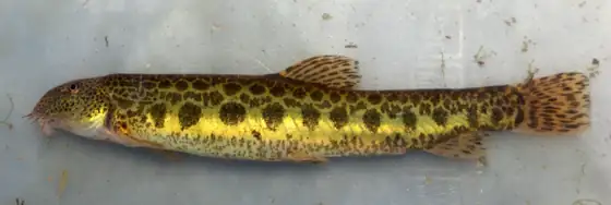 Colmilleja (Cobitis paludica), vista de perfil