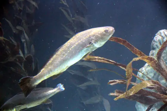 Corvina (Argyrosomus regius)