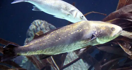 Corvina (Argyrosomus regius)
