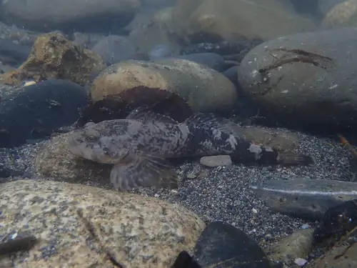 Burtaina (Cottus aturi)