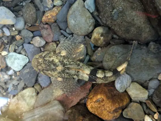 Cavilat (Cottus hispaniolensis)