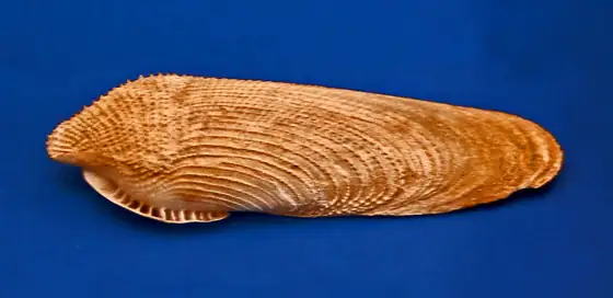 Dátil blanco (Pholas dactylus)