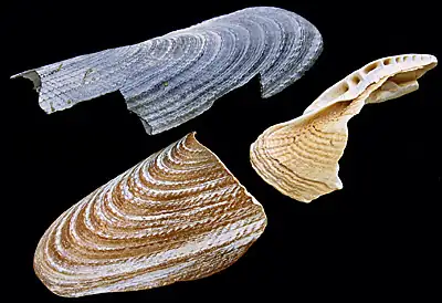 Dátil blanco (Pholas dactylus)