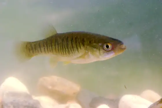 Fúndulo (Fundulus heteroclitus), vista de perfil