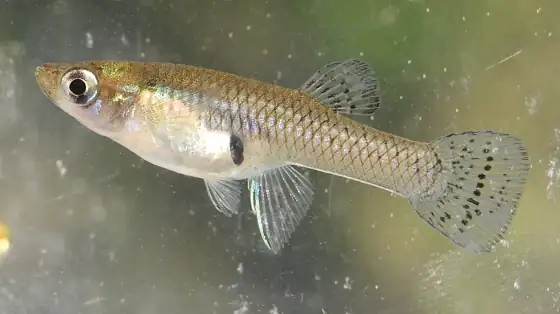 Gambusia (Gambusia holbrooki), vista de perfil