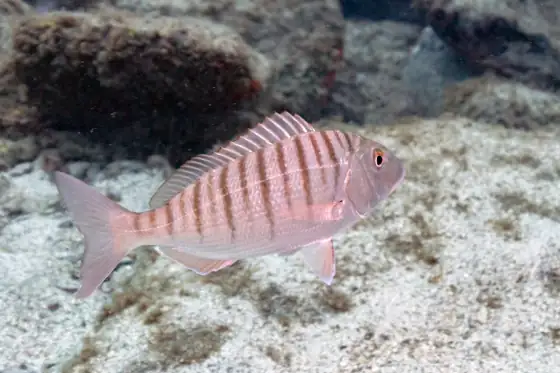 Herrera (Lithognathus mormyrus)