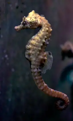 Caballito de mar (Hippocampus hippocampus), vista de perfil
