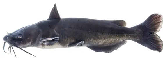 Pez gato punteado (Ictalurus punctatus), vista de perfil