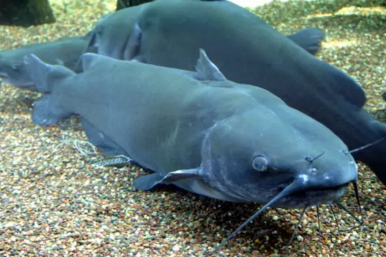 Pez gato punteado (Ictalurus punctatus)