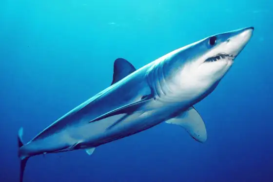Marrajo común (Isurus oxyrinchus)