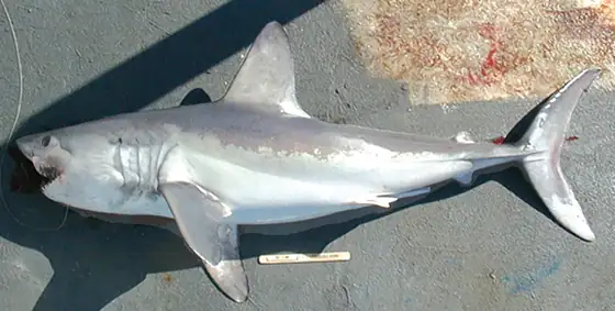 Cailón (Lamna nasus)