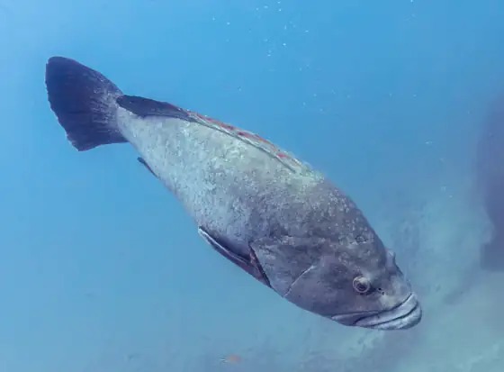 Mero (Epinephelus marginatus)