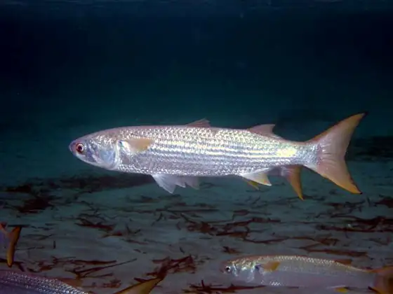 Mújol (lisa) (Mugilidae)
